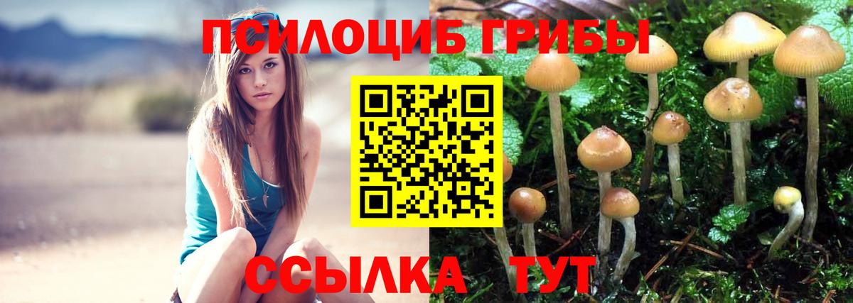 Узловая  Псилоцибиновые грибы прущие грибы  Псилоцибиновые грибы Cubensis  Вход с VPN 